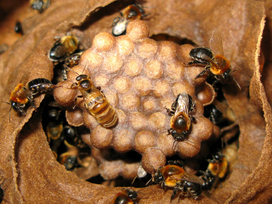 Abelhas Jandaíra (Melipona subnitida), símbolo da Caatinga nordestina (Foto: Jerônimo Villas-boas/ISPN)