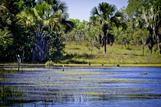 024©-Bento-Viana-ISPN-©-2012__B122834-560×372