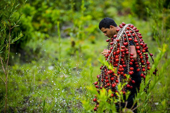 Coletores-do-Cerrado-560×373