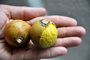 Patrimônio biocultural, o licuri é bastante valorizado