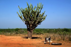 Coroa de frade - Cerratinga