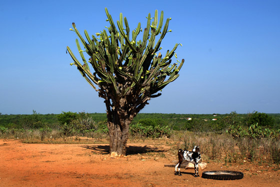 Mandacaru Flor Cacto Nordeste Maranhão Piauí Ceará Rio Grande do