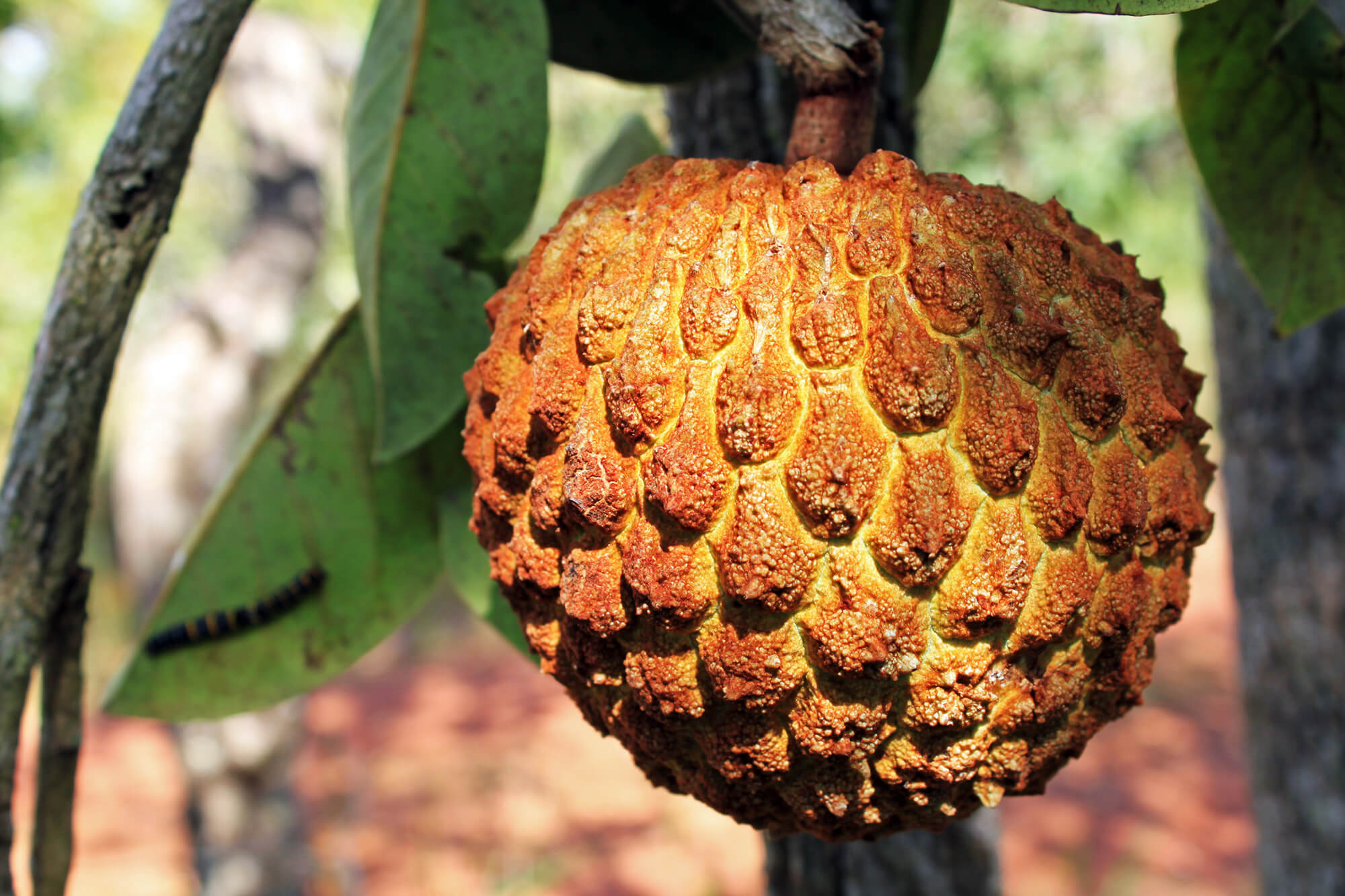Fruto de Araticum