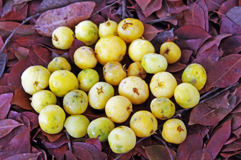 Fruto da Cagaita