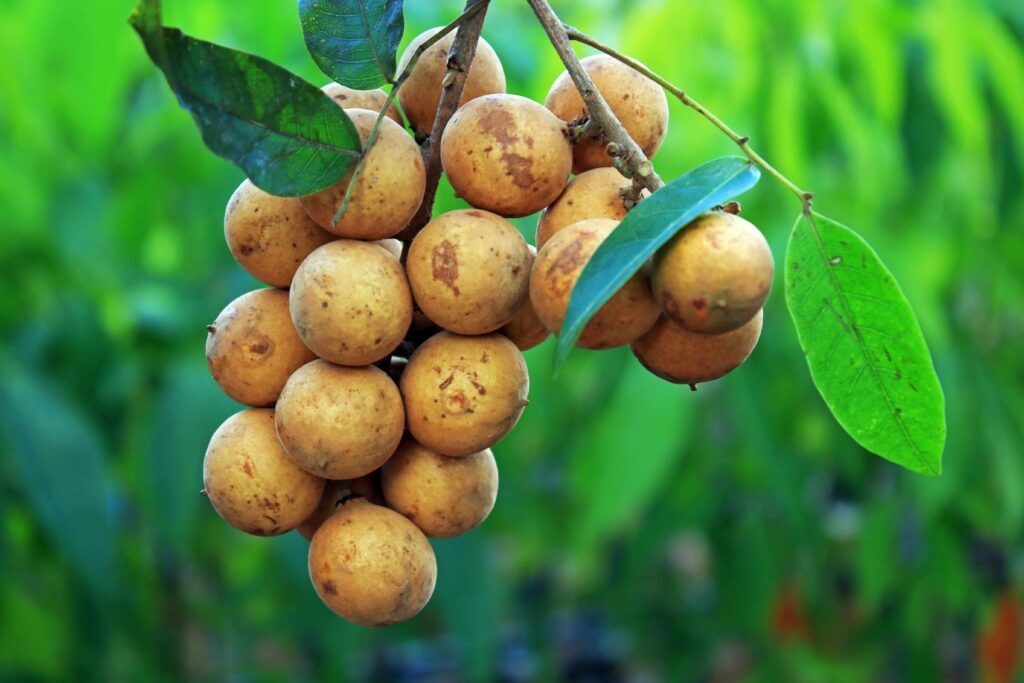 fruto da pitomba