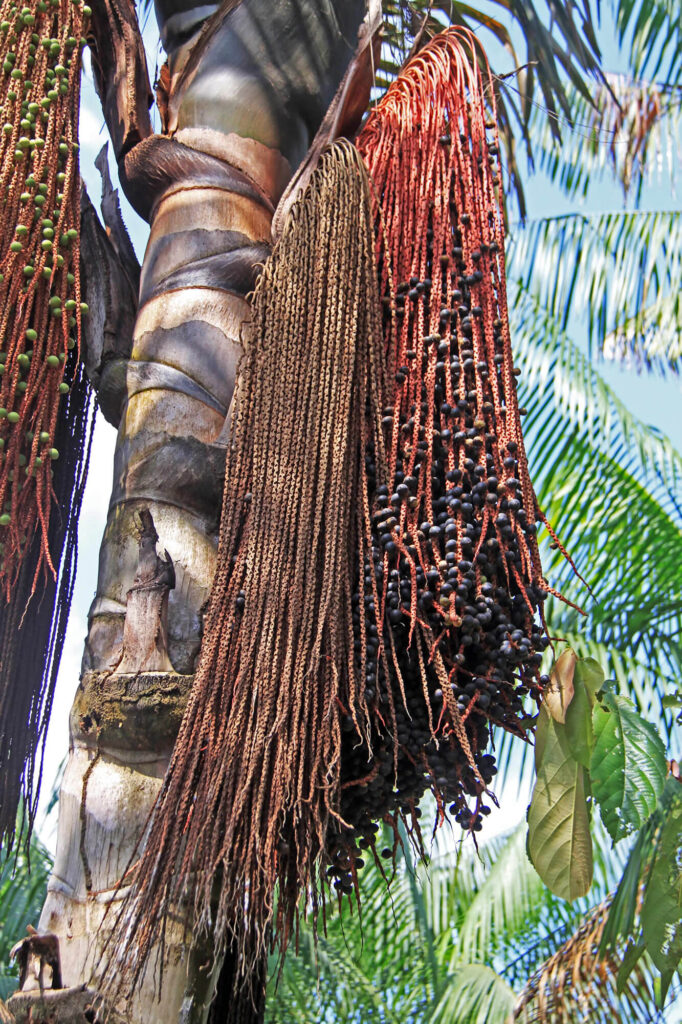 Fruto Bacaba