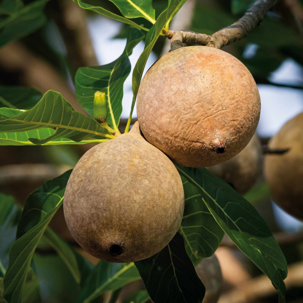 fruto de jenipapo