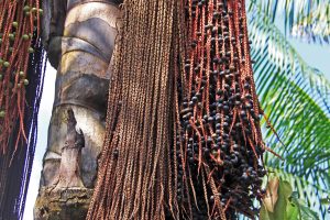 Fruto Bacaba
