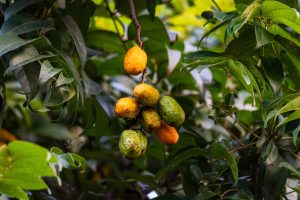 fruto cajá