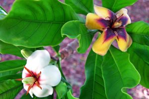 flor de jenipapo