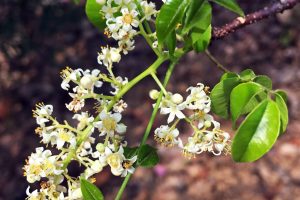 flor de umbu