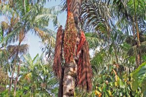 palmeira de bacaba