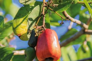 fruto caju