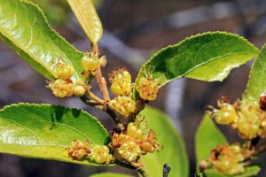 flor da mutamba