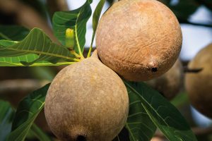 fruto de jenipapo