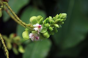Flor de baru