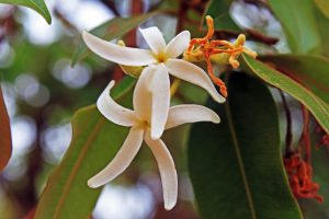 flor de mangaba