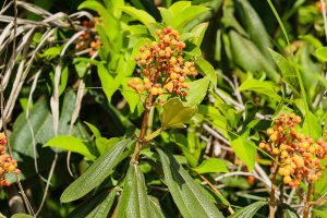 flor de murici