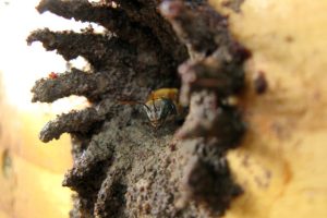 Abelha Uruçu-nordestina Melipona scutellaris (Foto: Jerônimo Villas-Boas)